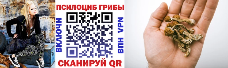 omg вход Краснообск Галлюциногенные грибы Psilocybine cubensis